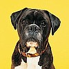 Harness Only -- Your Fabric Choice